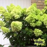 Гортензія волотиста Mojito (C5) HMMOJITC5I фото