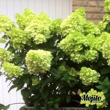 Гортензія волотиста Mojito (C6) HMMOJITC6I фото