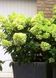 Гортензія волотиста Mojito (C6) HMMOJITC6I фото 6