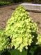 Гортензія волотиста Mojito (C6) HMMOJITC6I фото 4
