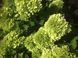 Гортензія волотиста Mojito (C6) HMMOJITC6I фото 8