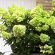 Гортензія волотиста Mojito (C6) HMMOJITC6I фото 1