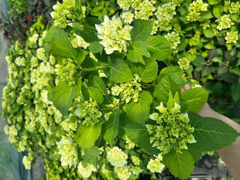 Гортензія широколиста Magical Noblesse (P14) HMNOBLEP14I фото