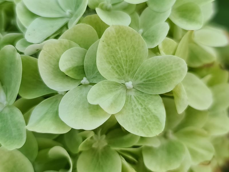 Гортензія волотиста Mojito (C6) HMMOJITC6I фото
