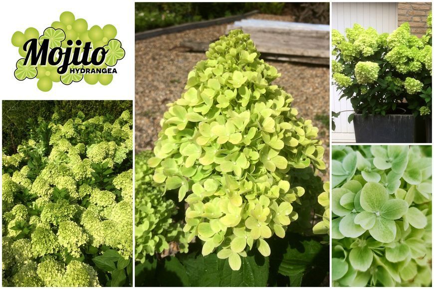 Гортензія волотиста Mojito (C6) HMMOJITC6I фото