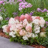 Гортензія волотиста Groundbreaker Blush (P9) HPGROBLP9I фото