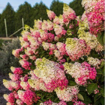Гортензія волотиста Fraise Melba (C3) GPFRAMEC3I фото