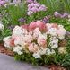 Гортензія волотиста Groundbreaker Blush (P9) HPGROBLP9I фото 1