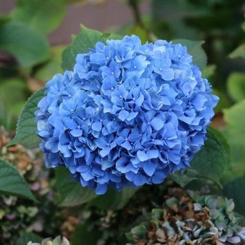 Гортензія широколиста Nikko Blue (P12) HMNIKKOP12I фото