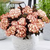 Гортензія широколиста Light My Fire (C10) HMLIGMIC10I фото