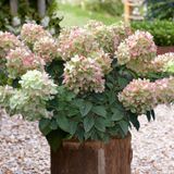 Гортензія волотиста Gardenlights Pinklight (C5) HPPINLIC5I фото