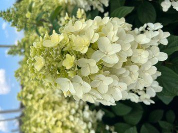 Гортензія волотиста Bee Sweet (C5) HPBEESWC5I фото