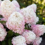 Гортензія волотиста Living Raspberry Pink (Improved) (C6) HPRASP2C6I фото