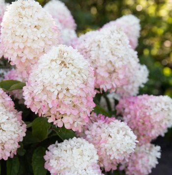Гортензія волотиста Living Raspberry Pink (Improved) (C6) HPRASP2C6I фото