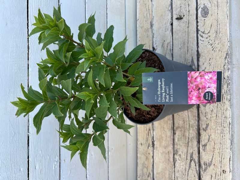 Гортензія волотиста Living Raspberry Pink (Improved) (C6) HPRASP2C6I фото