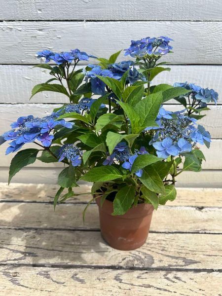 Гортензія широколиста Sirius Blue (P14) HMSIRBLP14I фото