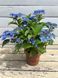 Гортензія широколиста Sirius Blue (P14) HMSIRBLP14I фото 2