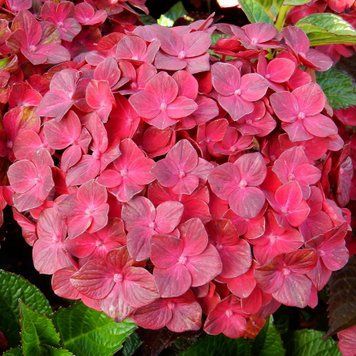 Гортензія широколиста Magical Chocolate (P12) HMCHOCOP12I фото