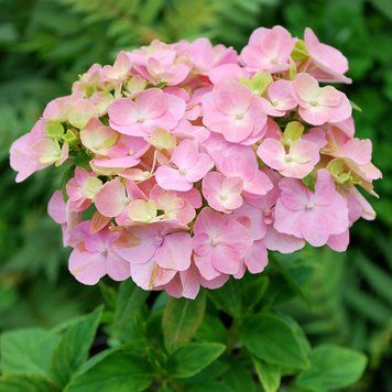 Гортензія So Long Rosy (P14) HMSLROSP14I фото