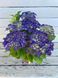 Гортензія широколиста Surfing Safari Bayview Purple (P14) HMBAYPUP14I фото 2