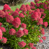 Гортензія волотиста Spring Sizzle (C3) HPSPRSIC3I фото