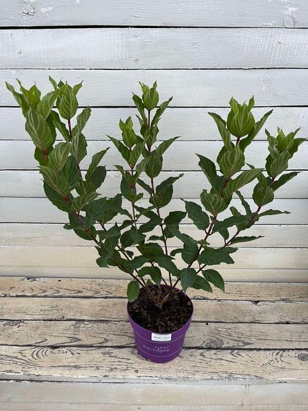 Гортензія волотиста Spring Sizzle (C3) HPSPRSIC3I фото