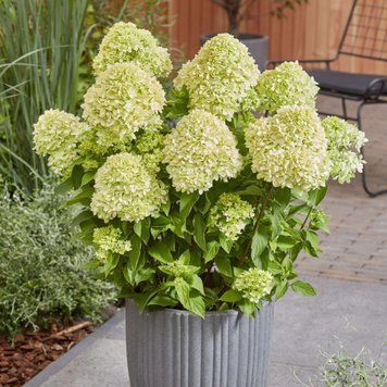 Гортензія волотиста Bee Green (C5) HPBEEGRC5I фото