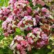 Гортензія широколиста Lady Mata Hari Pink (P14) HMLMAHAP14I фото 1