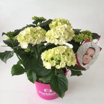 Гортензія широколиста Everbloom White Wonder (C5) HMWHIWOC5I фото