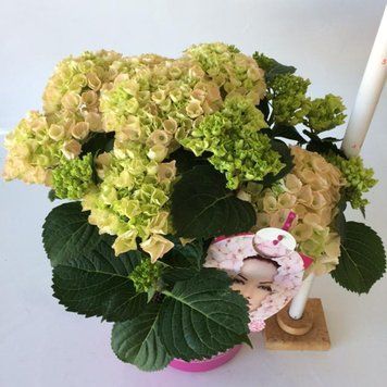 Гортензія широколиста Everbloom Pink Wonder (C5) HMPINWOC5I фото
