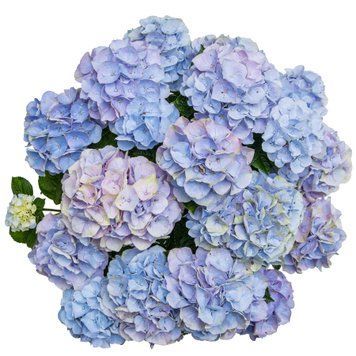 Гортензія широколиста Vox Pastel (P14) HMPASTEP14I фото