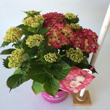 Гортензія широколиста Everbloom Red Wonder (С5) HMREDWOC5I фото