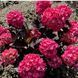 Гортензія пильчата Choco Strawberry (P12) HMSTACHP12I фото 1