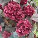 Гортензія пильчата Choco Strawberry (P12) HMSTACHP12I фото 2