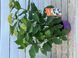 Гортензія деревоподібна FlowerWOW (C5) HAFLWOWC5I фото 4