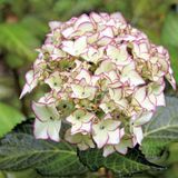 Гортензія широколиста Dolce France (P14) HMDOFRAP14I фото