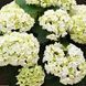 Гортензія широколиста Bride (P14) HMBRIDEP14I фото 1