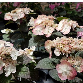 Гортензія пильчата Choco White (P12) HMCHOWIP12I фото
