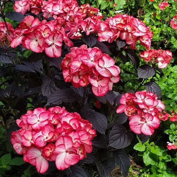 Гортензія Black Velvet (P14) HHDARBIP14I фото Гортензія Black Velvet (P14) HHDARBIP14I фото