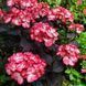 Гортензія Black Velvet (P14) HHDARBIP14I фото 1