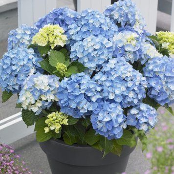 Гортензія широколиста Flair & Flavours&reg; Minty Ice (C5) HMMINICC5I фото