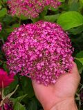 Гортензія деревоподібна Candybelle&reg; Winegum (C3) HAWIGUMC3I фото