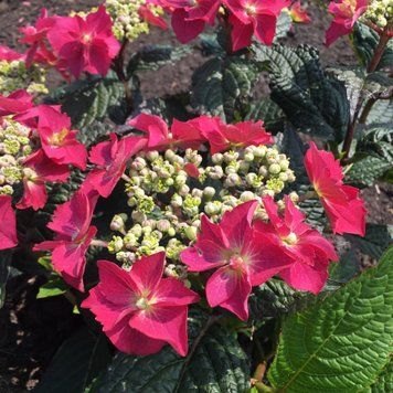 Гортензія пильчата Flair & Flavours&reg; Strawberry &lsquo;n Cream (C7.5) HSSTRCRC7I фото