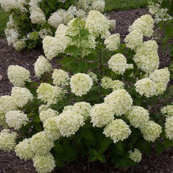 Гортензія волотиста Little Lime (P9) HPLITLIP9V фото