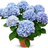 Гортензія широколиста Ankong Blue (P14) HMANKONP14I фото