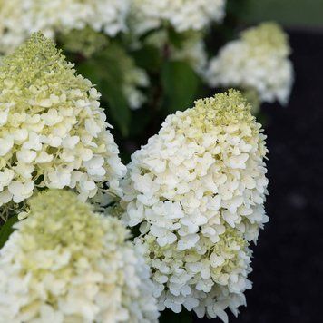 Гортензія волотиста Living Sugar Rush (С6) HPSUGRUC6V фото
