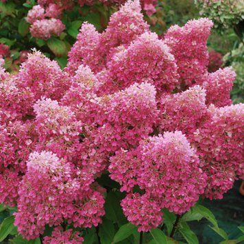 Гортензія волотиста Petite Flori (2-3 гілки) HPPETFLBR2I фото