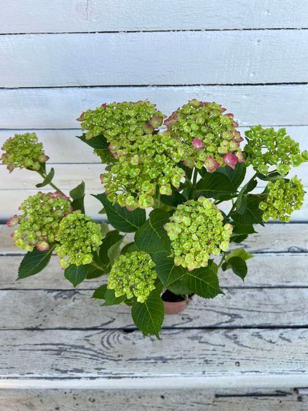 Гортензія широколиста Magical Greenfire (P14) HMGREFIP14I фото