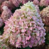 Гортензія волотиста Pixio (C3) HPPIXIOC3I фото