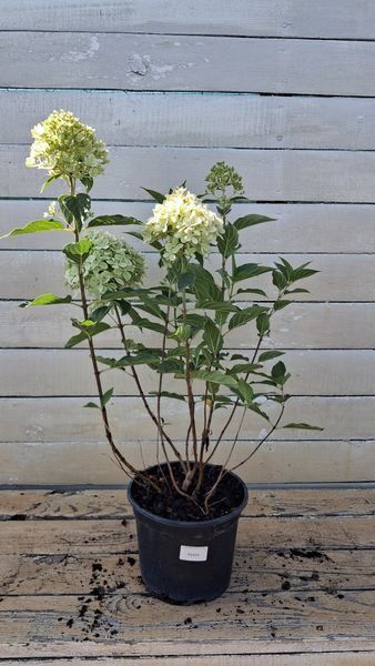 Гортензія волотиста Pixio (C3) HPPIXIOC3I фото